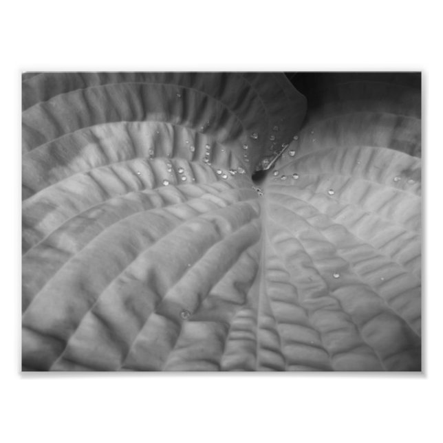 Impression Photo Feuilles Abstraites et gouttes d'eau-B&W (Devant)