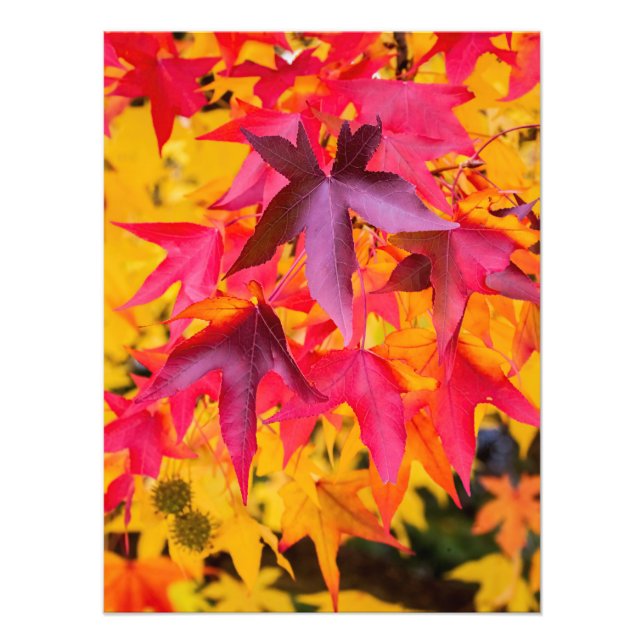 Impression Photo Feuilles Automne Rouge Et Jaune (Devant)