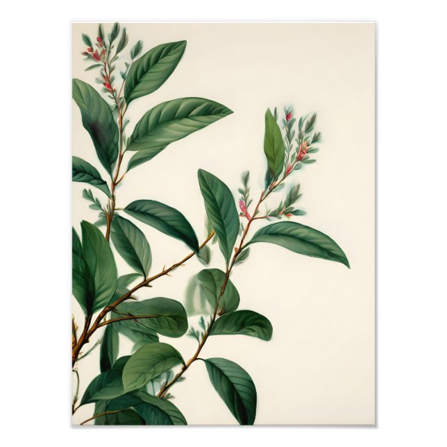 Impression Photo Feuilles botaniques vintages (Devant)