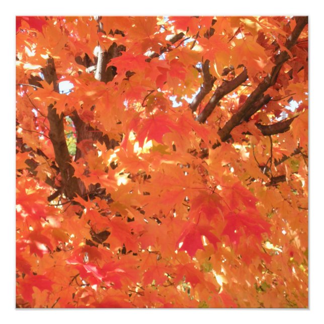 Impression Photo Feuilles d'automne 1 (Devant)