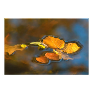 Impression Photo Feuilles d'automne du lac