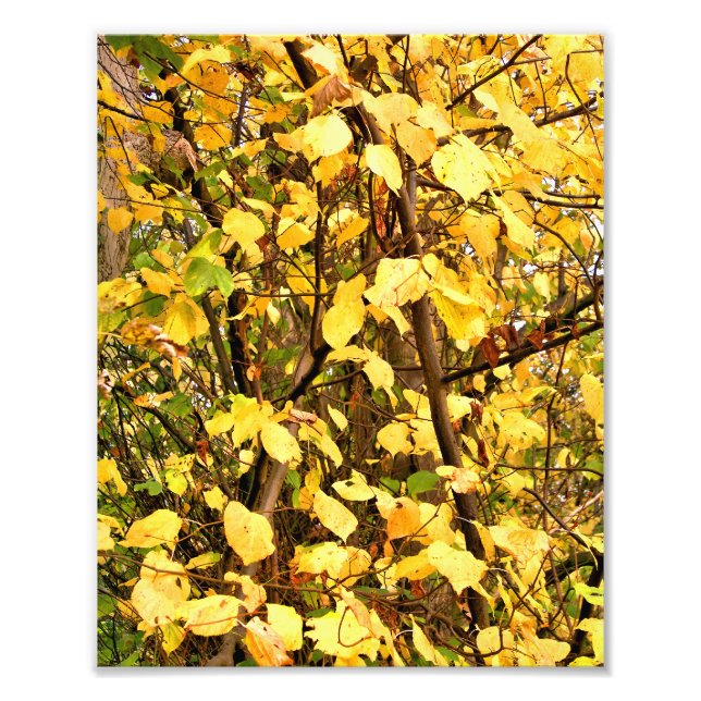 IMPRESSION PHOTO FEUILLES D'AUTOMNE JAUNE (Devant)
