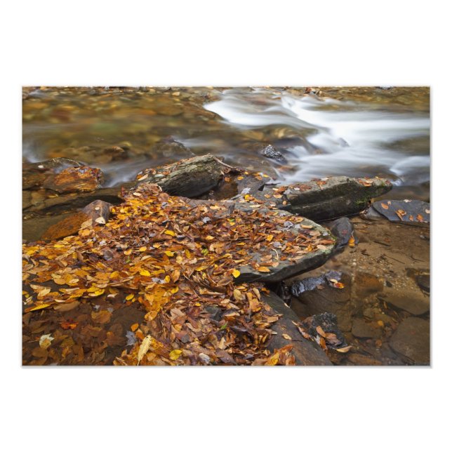 Impression Photo Feuilles d'automne le long de Looking Glass Creek  (Devant)