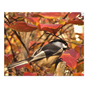 Impression Photo Feuilles d'automne Noir Blanc Chickadee Bird