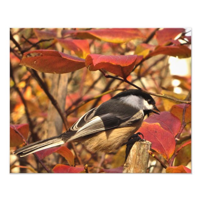 Impression Photo Feuilles d'automne Noir Blanc Chickadee Bird (Devant)