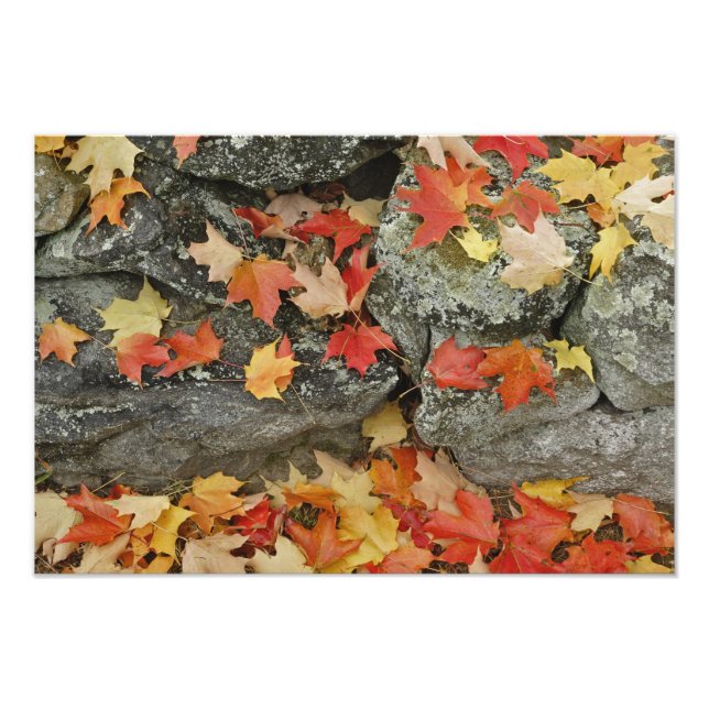 Impression Photo Feuilles d'automne sur mur de pierre, Minute Man (Devant)