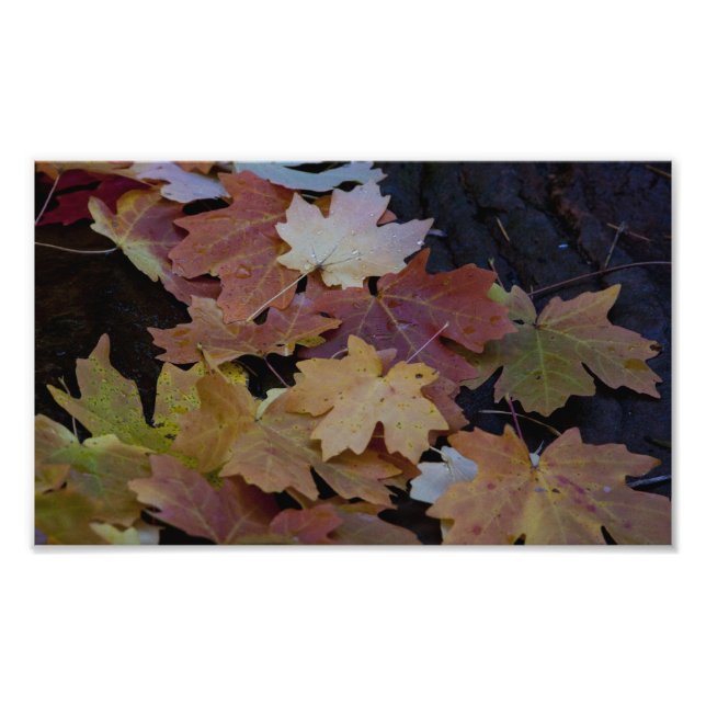 Impression Photo feuilles d'automne tout autour (Devant)