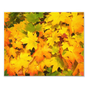 Impression Photo Feuilles de l'érable d'automne aux couleurs d'auto
