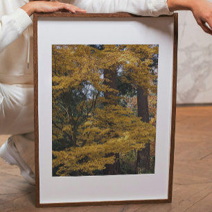 Impression Photo Feuilles de Maple Japonais Jaune Doré Botanique