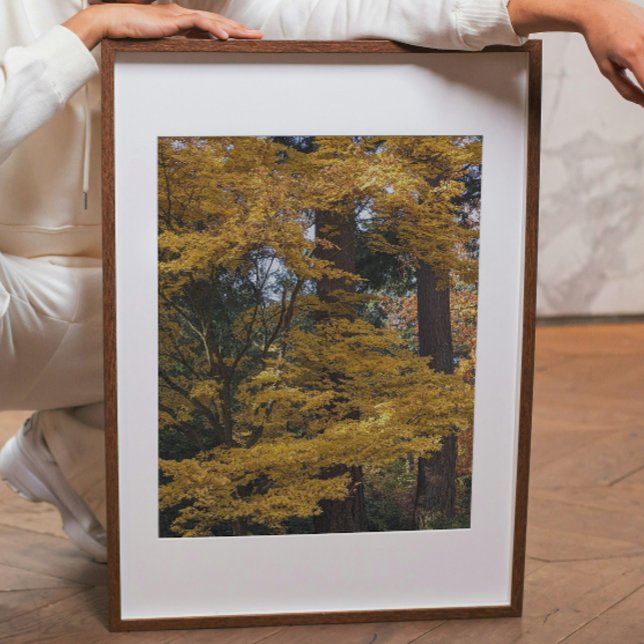 Impression Photo Feuilles de Maple Japonais Jaune Doré Botanique (In Situ (Framed))