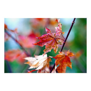 Impression Photo Feuilles d'érable japonais majestueux