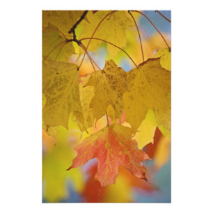 Impression Photo feuilles d'érable rouge et jaune, dans le sud