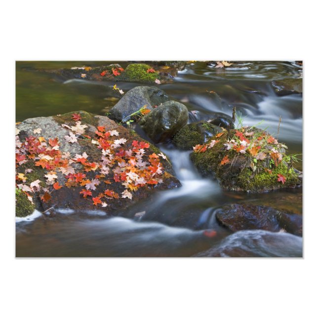 Impression Photo Feuilles d'érable rouge tapissent les rochers dans (Devant)