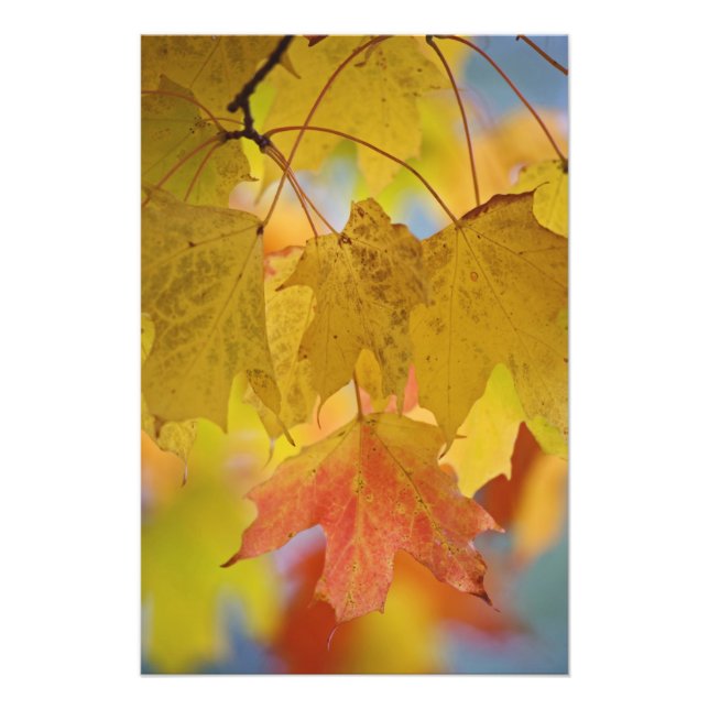 Impression Photo Feuilles d'érable rouges et jaunes, dans le sud (Devant)