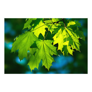 Impression Photo Feuilles d'érable vert frais