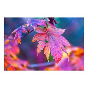 Impression Photo Feuilles éblouissantes d'érable japonais