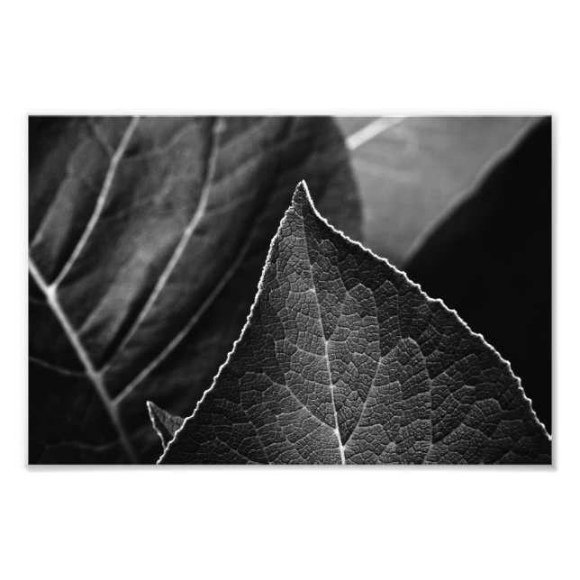 Impression Photo feuilles étant (Devant)