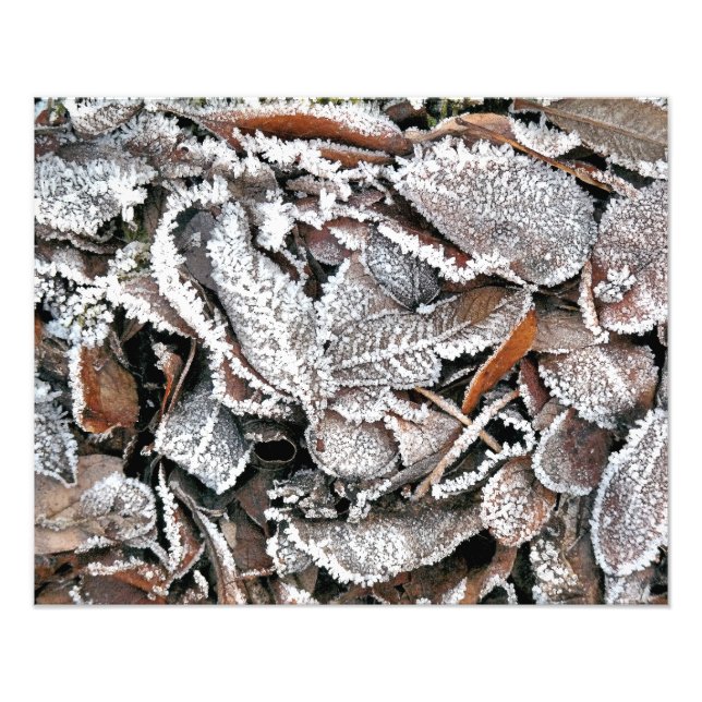 IMPRESSION PHOTO FEUILLES HIVER (Devant)