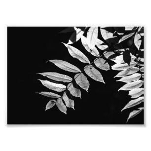 Impression Photo Feuilles noires en noir et blanc