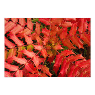 Impression Photo Feuilles rouges, Arrière - plan feuille, feuille,
