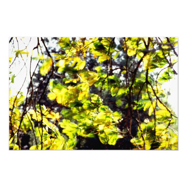 Impression Photo Feuilles soufflent dans le vent (Devant)