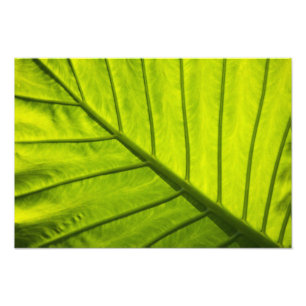 Impression Photo Feuilles vertes veinées de feuillage tropical en 2