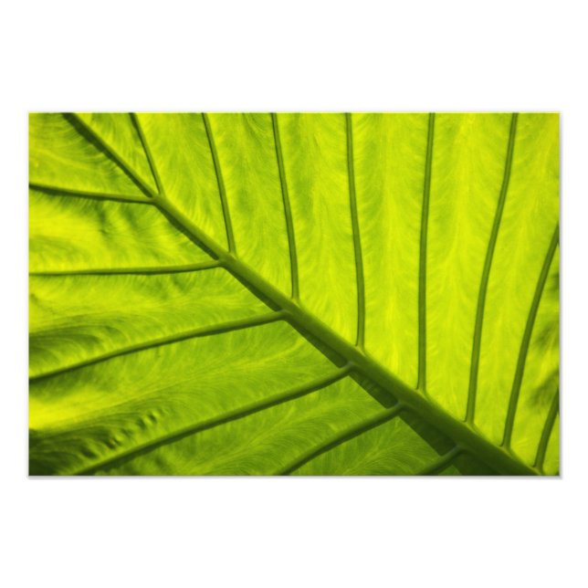 Impression Photo Feuilles vertes veinées de feuillage tropical en 2 (Devant)