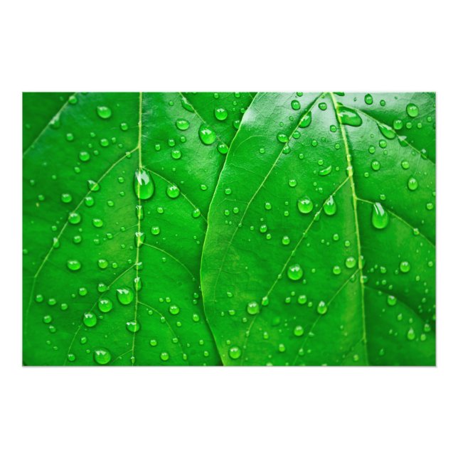 Impression Photo Feuilles verts (Devant)
