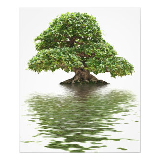 Impression Photo Ficus bonsai