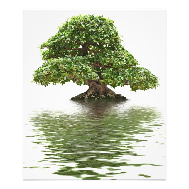 Impression Photo Ficus bonsai (Devant)