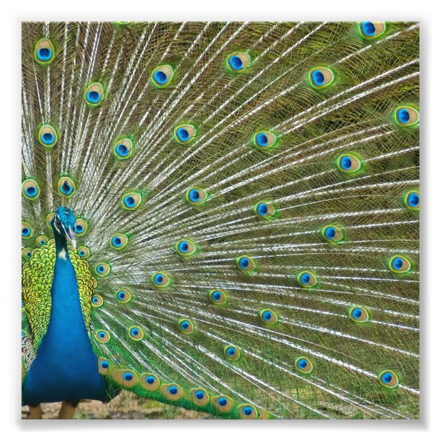 Impression Photo Fiers plumes de paon (Devant)