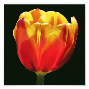 Impression Photo Fierté Orange Jaune Tulipe Fleur Fermer 8x8
