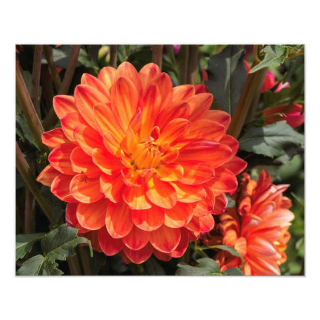 Impression Photo Fiery Dahlia (Devant)