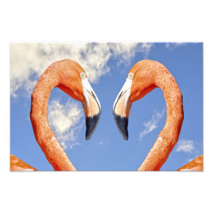 Impression Photo flamant des Caraïbes amour cœur