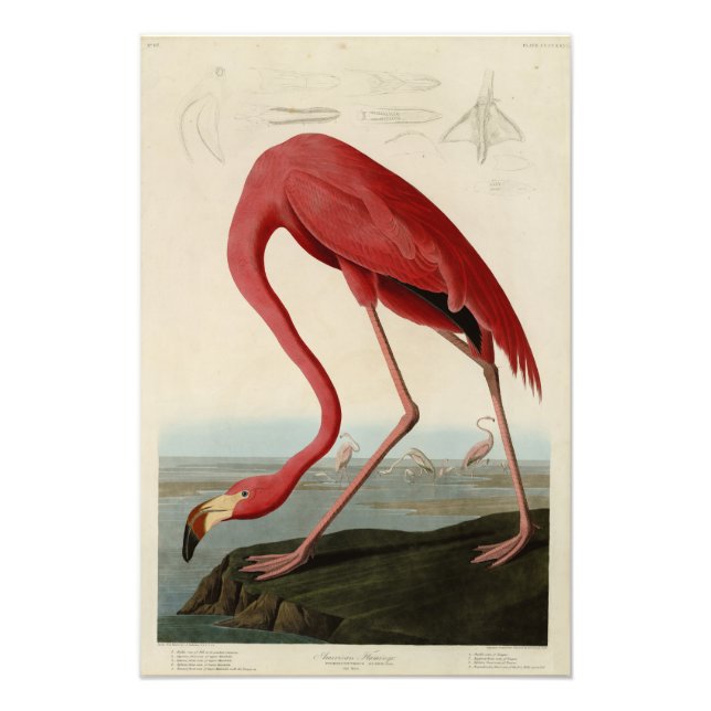 Impression Photo Flamant rose américain d'Audubon's Birds of Americ (Devant)