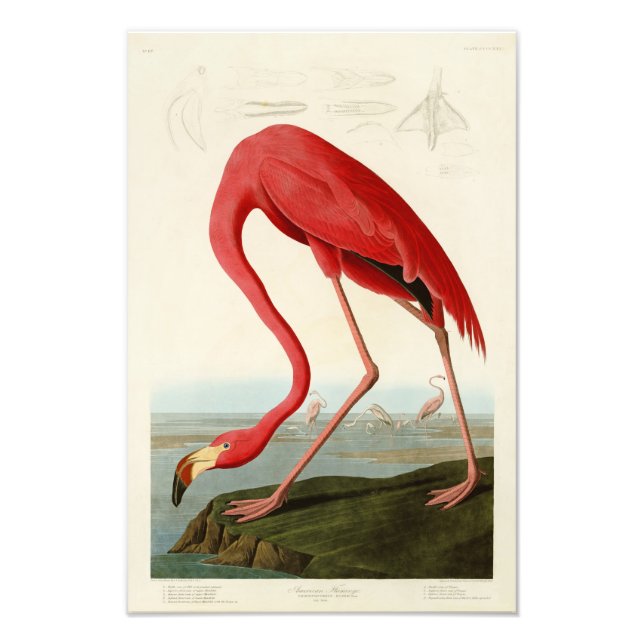 Impression Photo Flamant rose américain John Audubon Birds of Ameri (Devant)