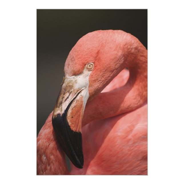 Impression Photo Flamant rose chilien, Phoenicopterus chilensis (Devant)