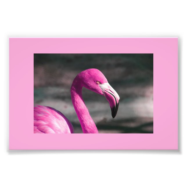 Impression Photo Flamant Rose Posant Joliment (Devant)