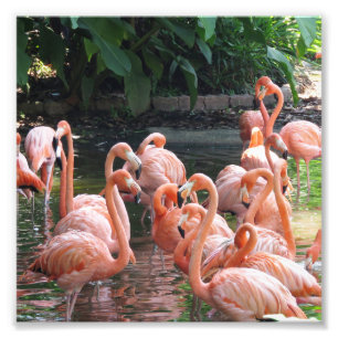 Impression Photo Flamant rose rose tropical