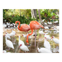 Flamant rose rose tropical Photos de la nature
