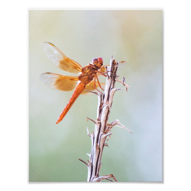 Impression Photo Flame Skimmer Dragonfly sur Agave (Devant)