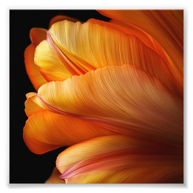 Impression Photo Flamme de grâce - Tulipe d'or en fleur (Devant)