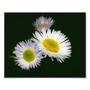 Impression Photo Fleabane sauvage Fleur de marguerite 8x10