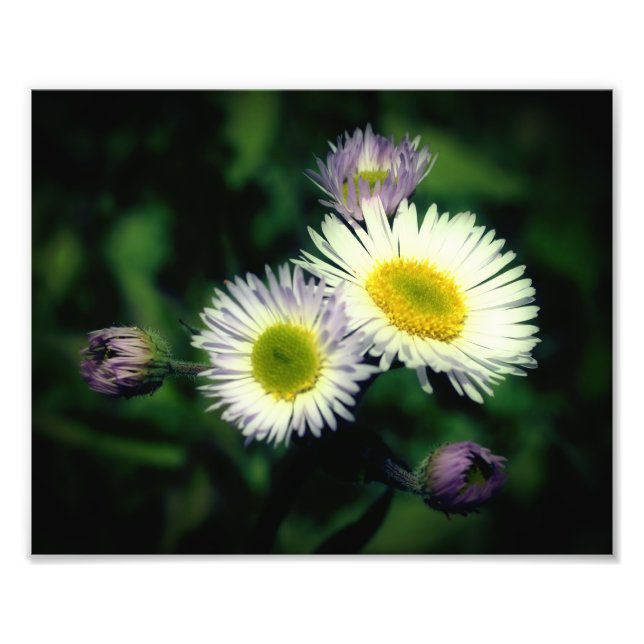Impression Photo Fleabane sauvage Fleur de marguerite Fermer 8x10 (Devant)