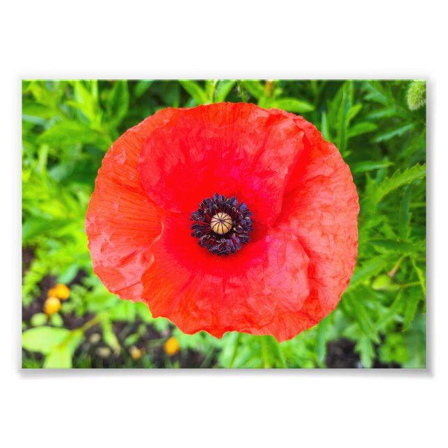 Impression Photo Fleur (Devant)