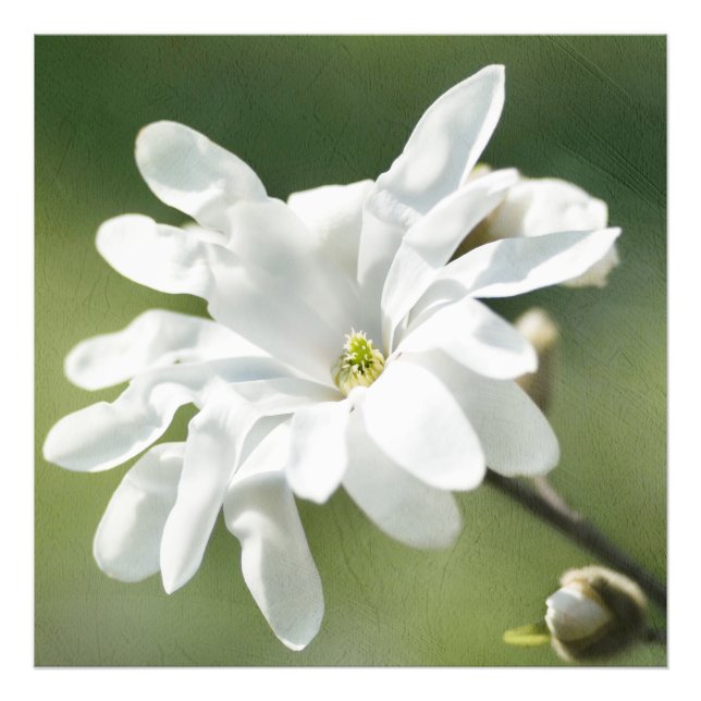 Impression Photo Fleur blanche de Magnolia (Devant)