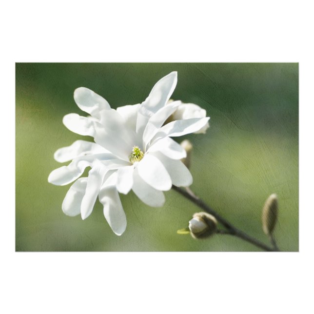 Impression Photo Fleur blanche de Magnolia (Devant)