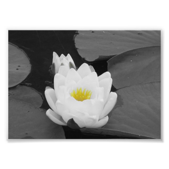 Impression Photo Fleur blanche et jaune du pavé (Devant)