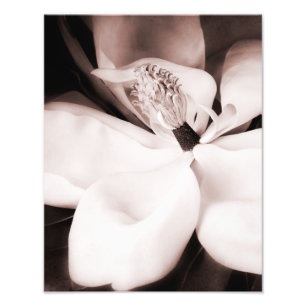Impression Photo Fleur blanche Magnolia Arrière - plan noir Abstrai
