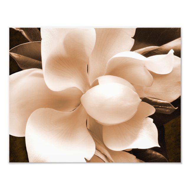 Impression Photo Fleur blanche Magnolia Sepia Arrière - plan noir (Devant)